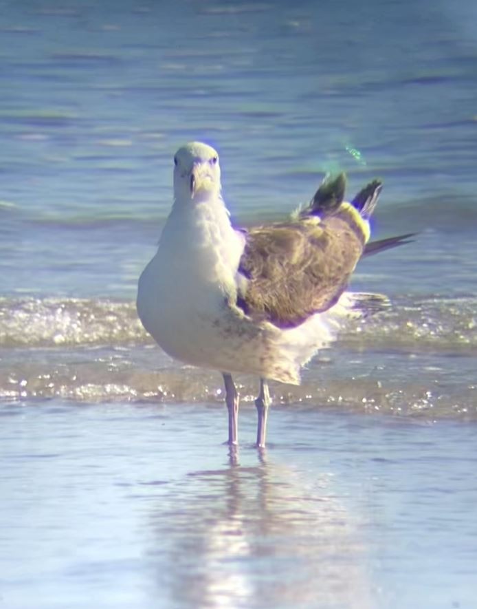 Kelp Gull - ML631133627