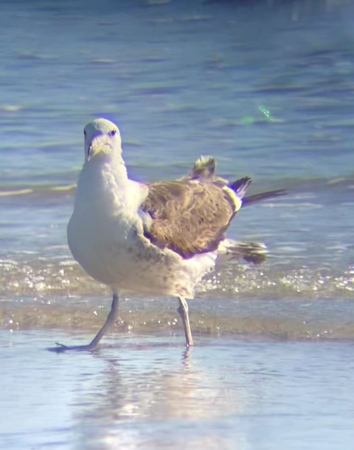 Kelp Gull - ML631133628