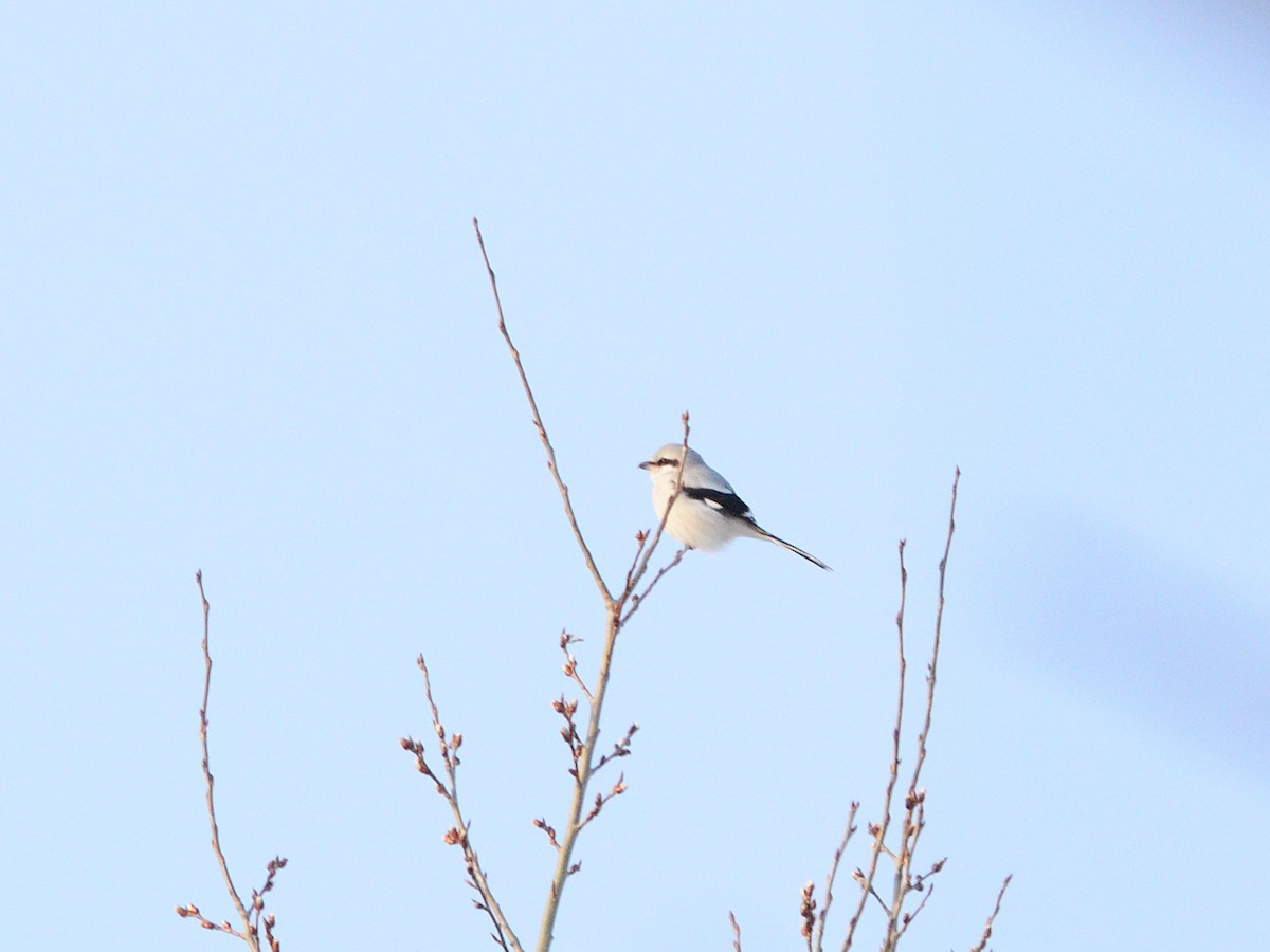 Great Gray Shrike (Great Gray) - ML631133634