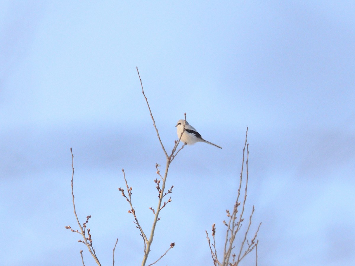 Great Gray Shrike (Great Gray) - ML631133635