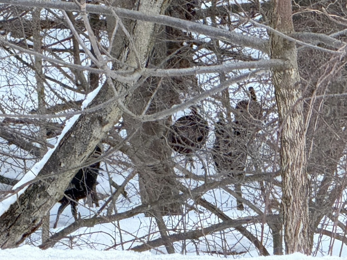 Wild Turkey - ML631133716