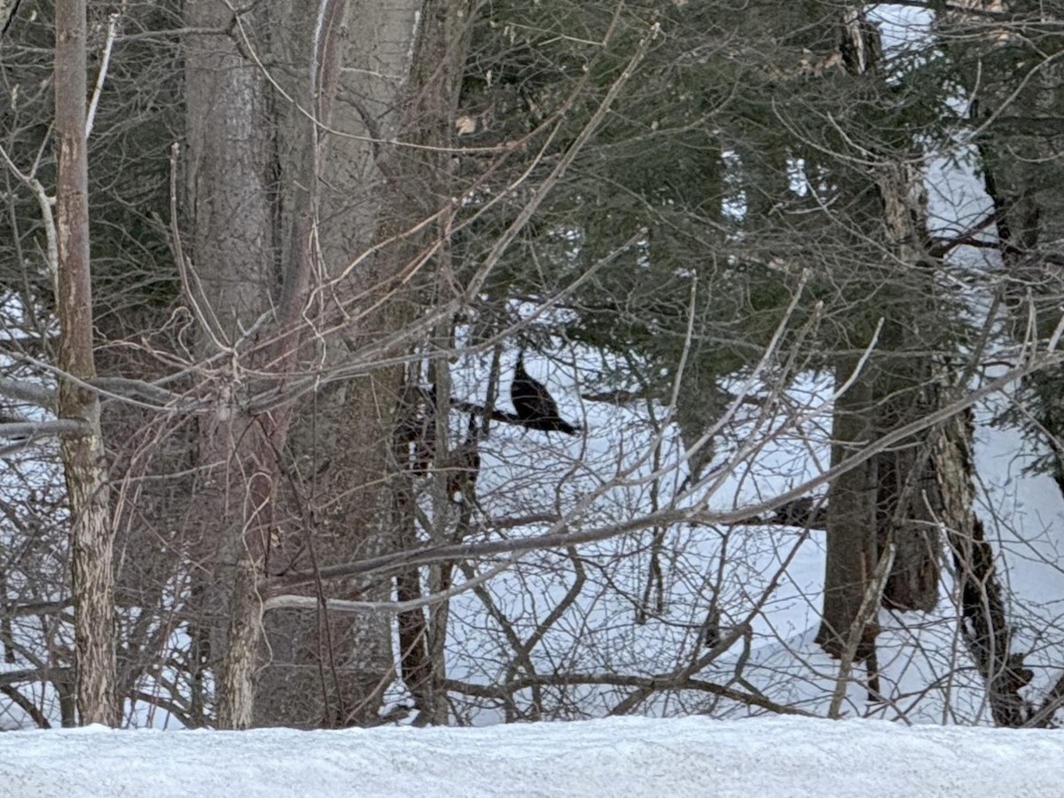 Wild Turkey - ML631133760