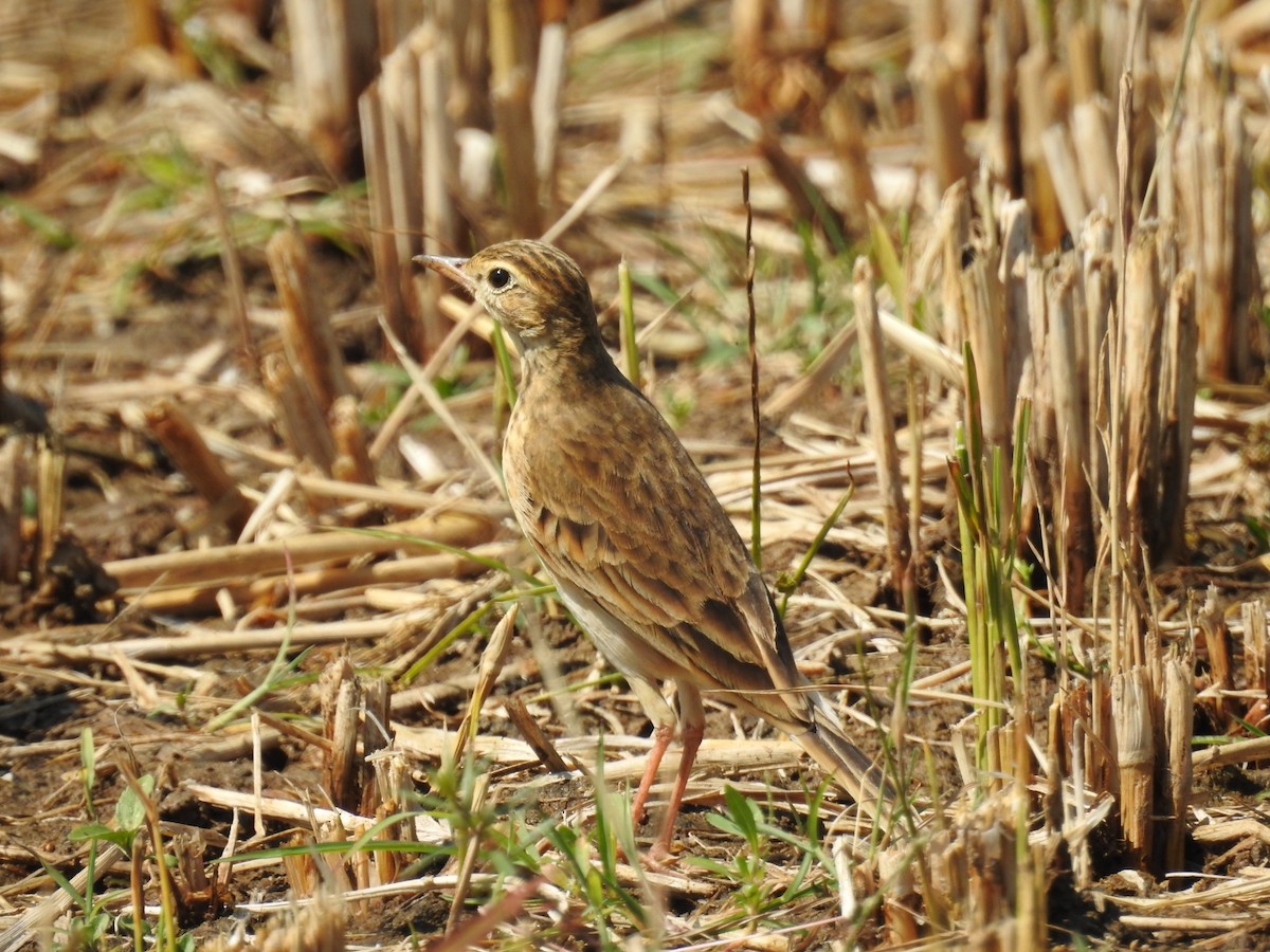 Paddyfield Pipit - ML631133952