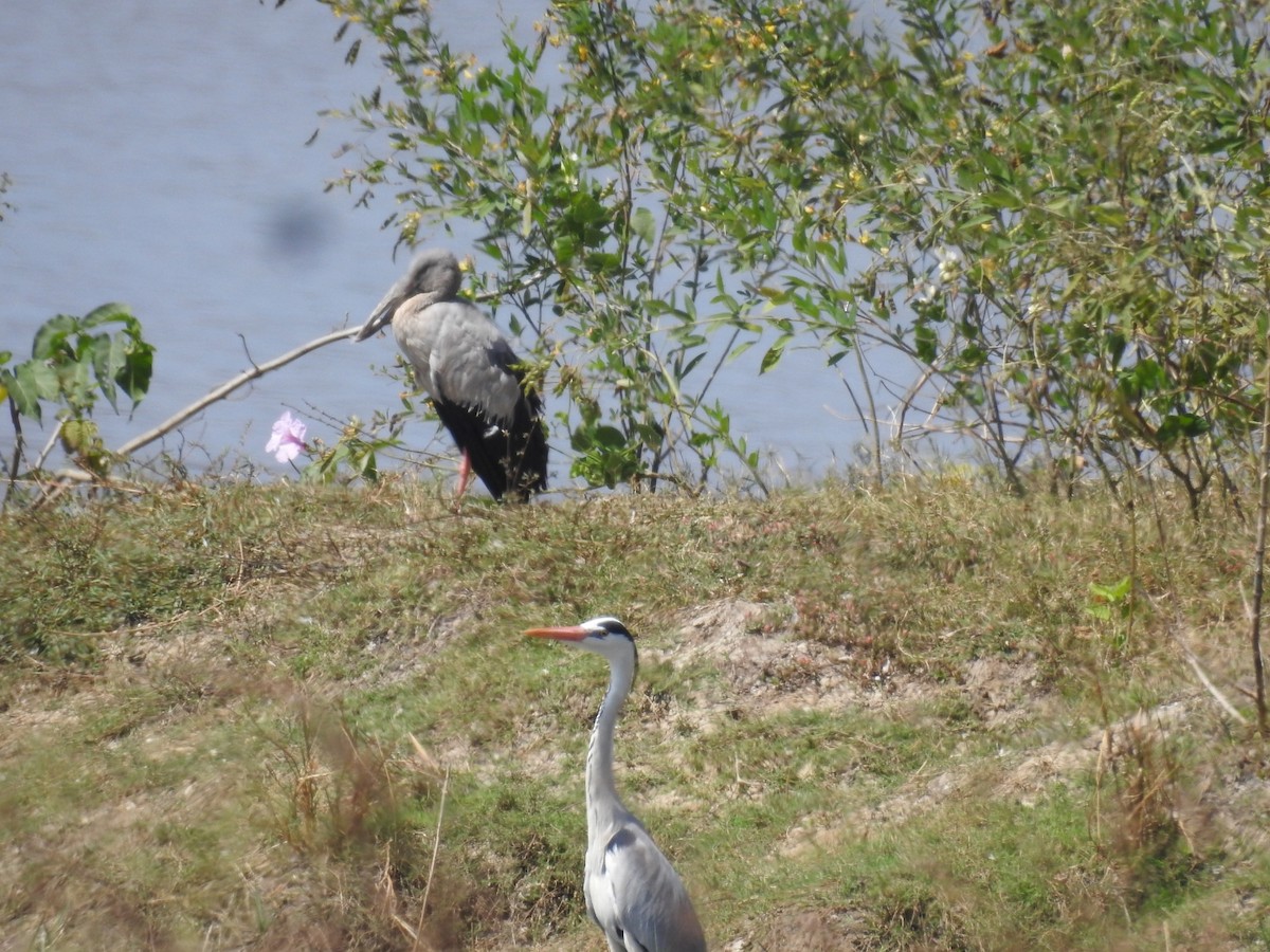 Asian Openbill - ML631133966