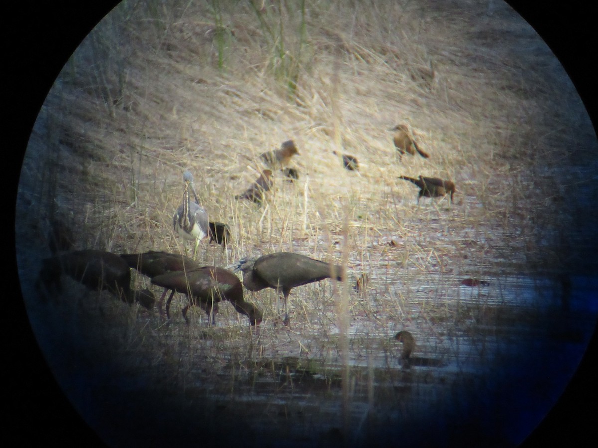 White-faced Ibis - ML631134049