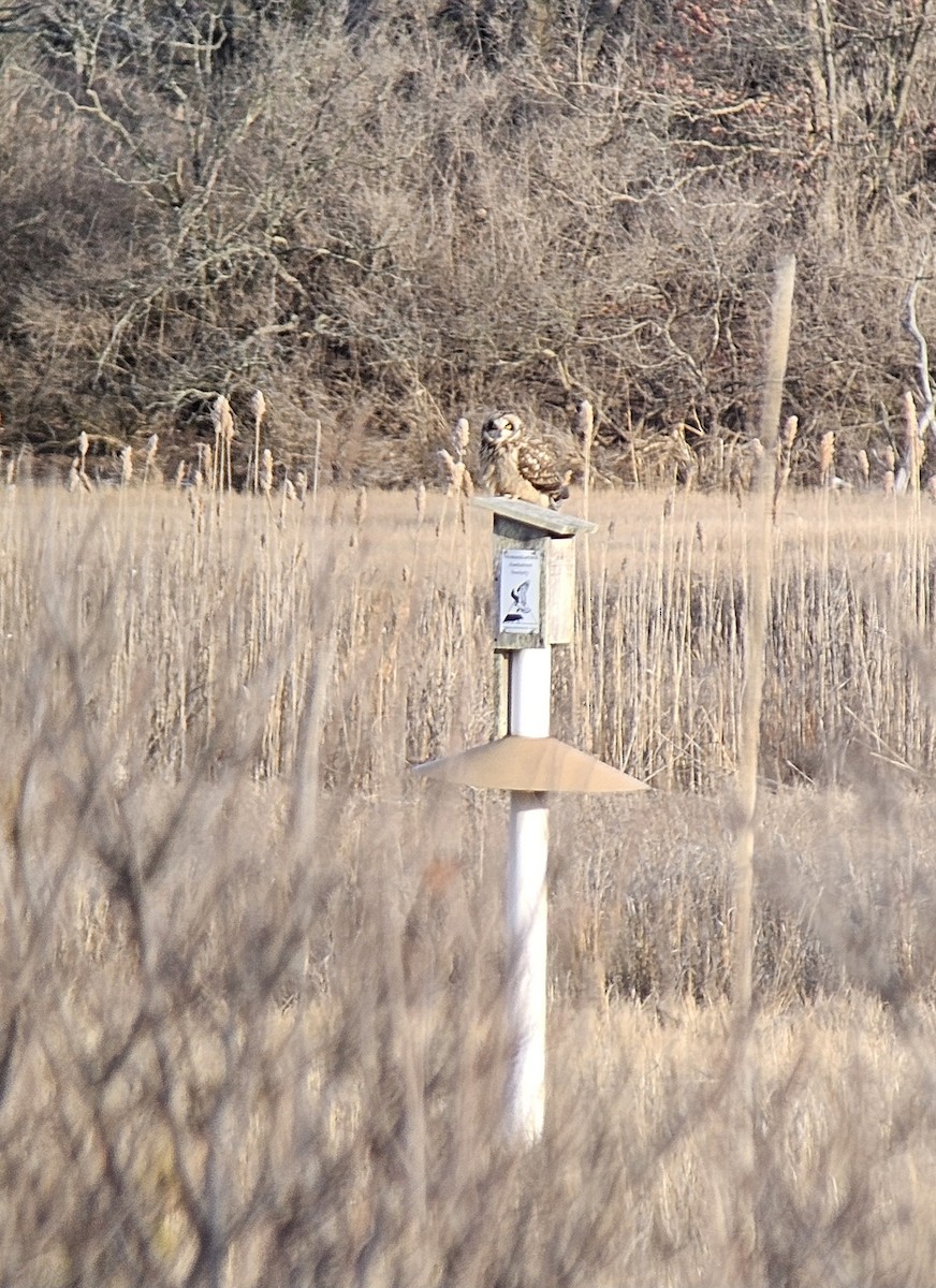 Short-eared Owl - ML631134066
