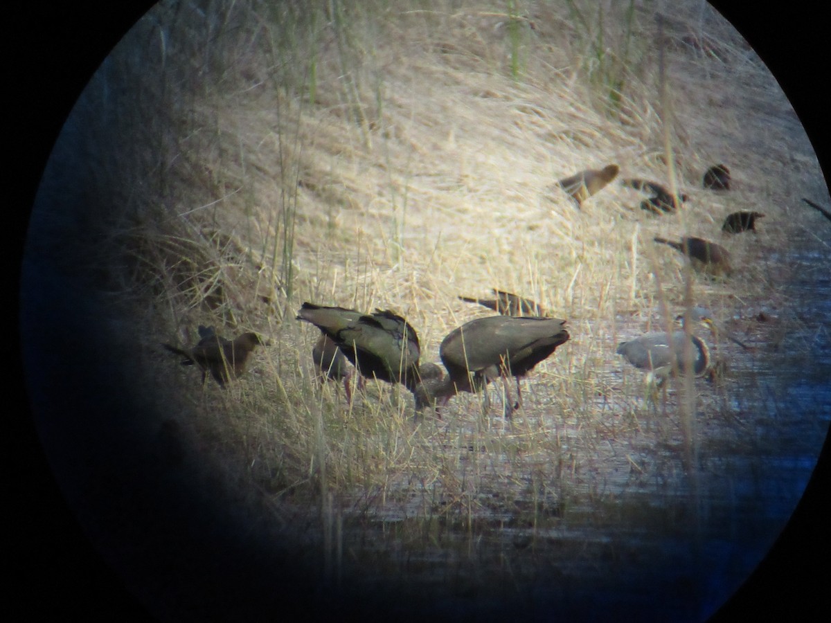 Glossy Ibis - ML631134131