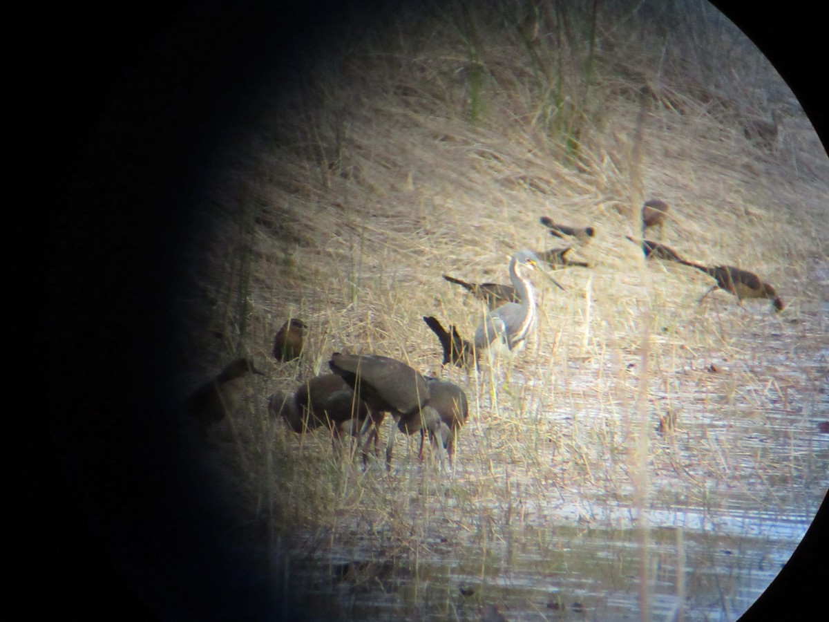 Glossy Ibis - ML631134163
