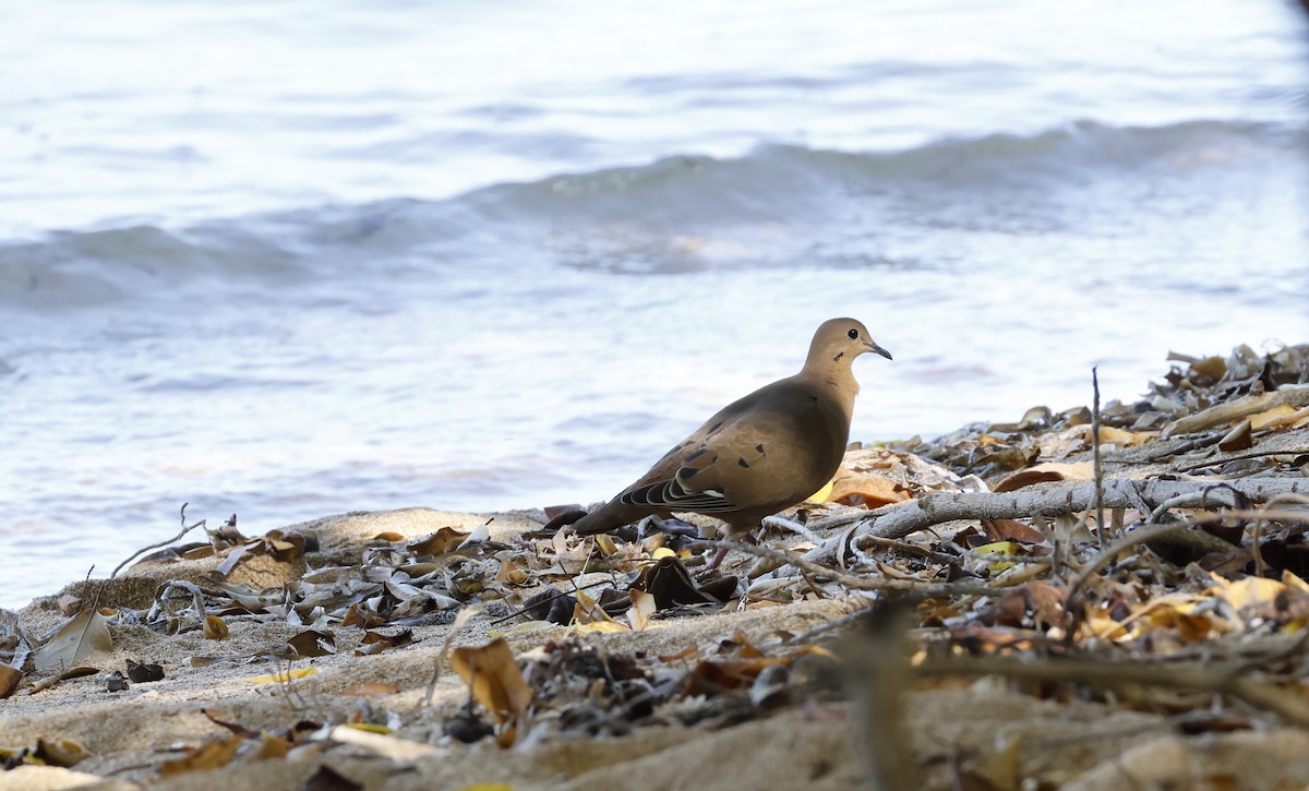 Zenaida karibearra - ML631134363