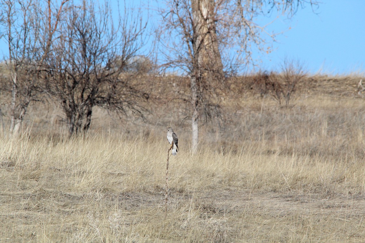 moták severoamerický - ML631134553