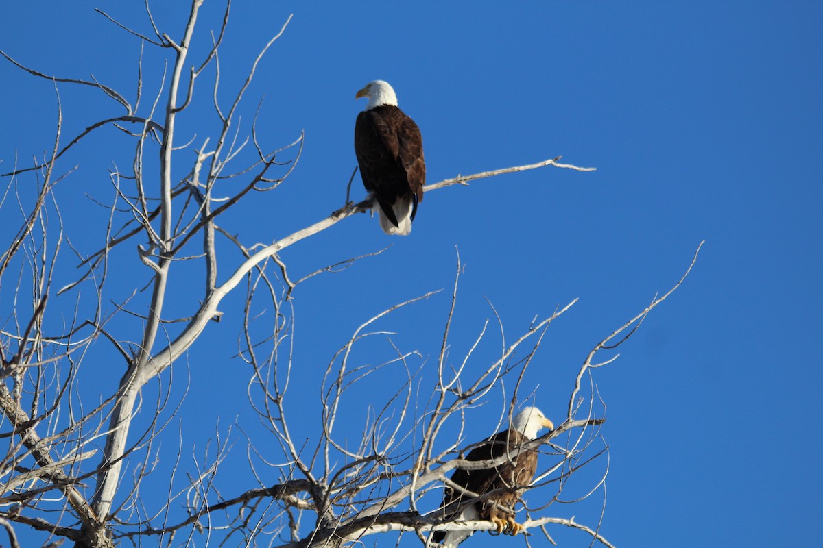 orel bělohlavý - ML631134566