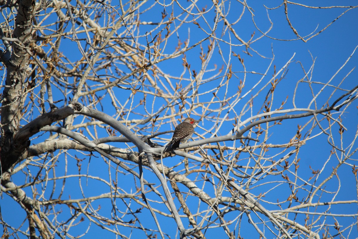 datel zlatý - ML631134612