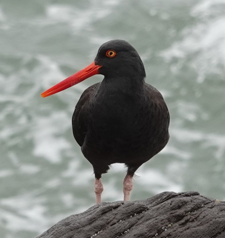 Black Oystercatcher - ML631134635