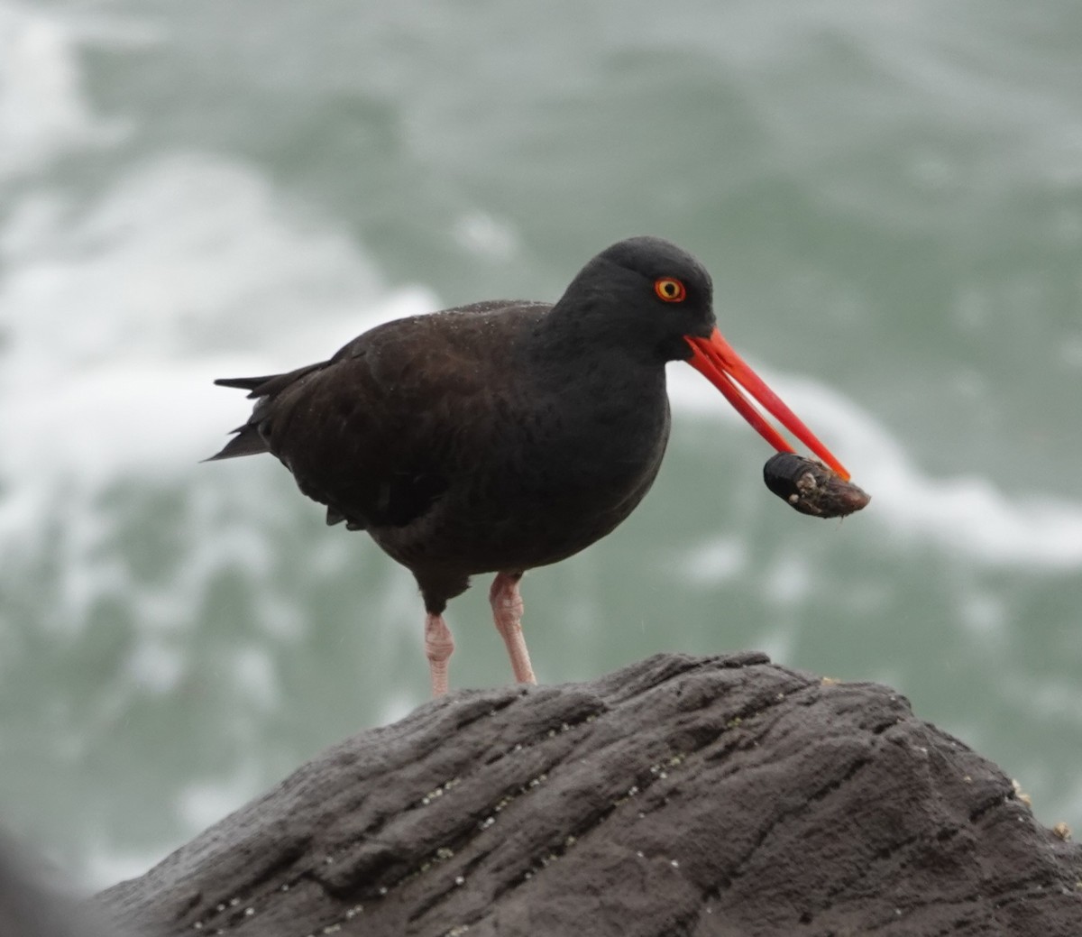 Black Oystercatcher - ML631134636