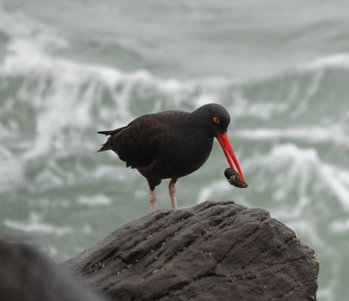 Black Oystercatcher - ML631134637