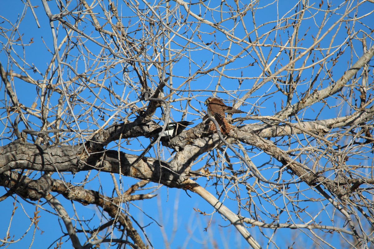 poštolka pestrá - ML631134639