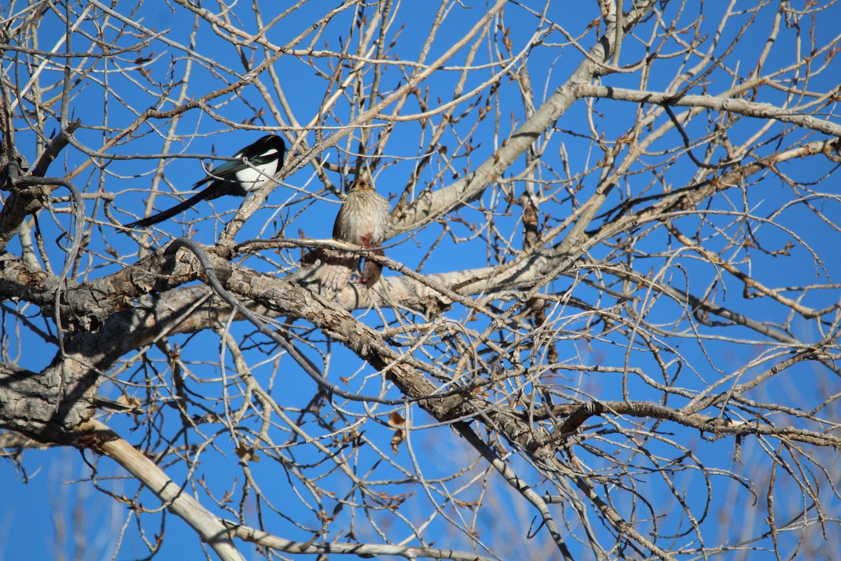 poštolka pestrá - ML631134793