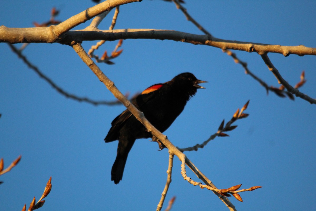 straka americká - ML631134964