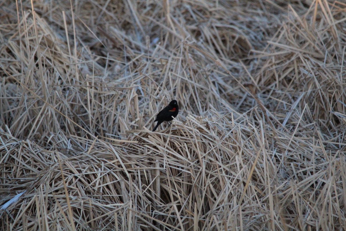 straka americká - ML631134965