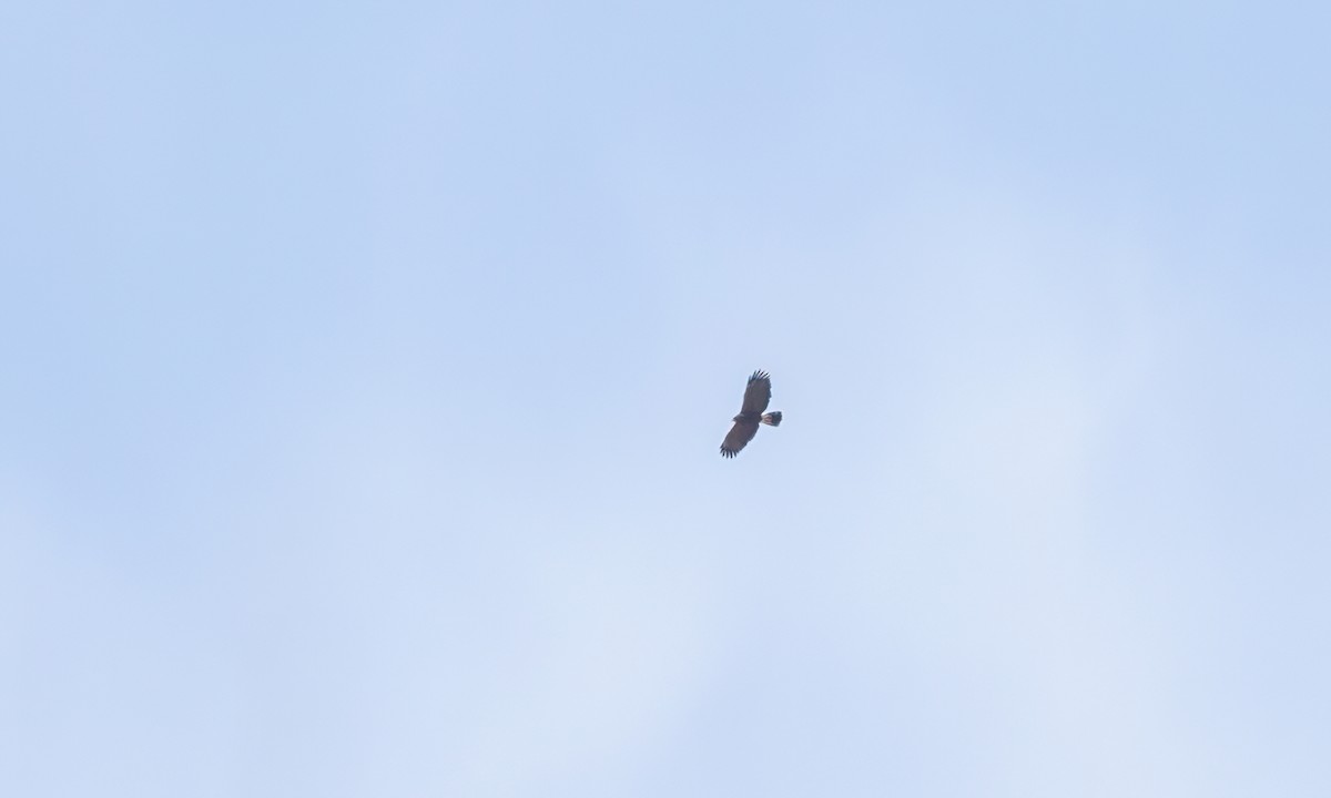栗翅鷹 - ML631135752