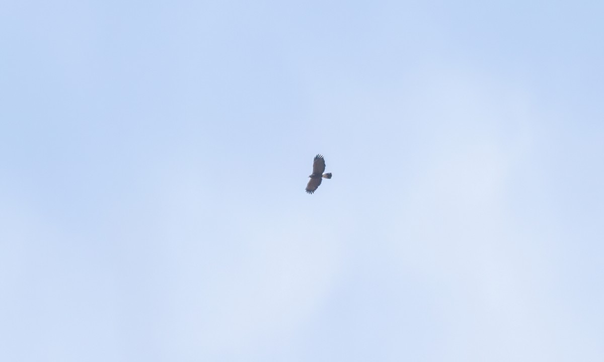 栗翅鷹 - ML631135753