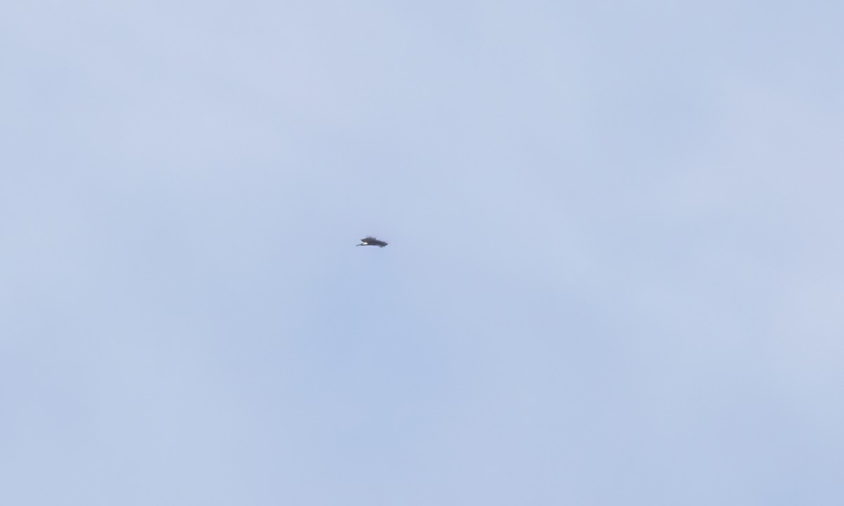 栗翅鷹 - ML631135754