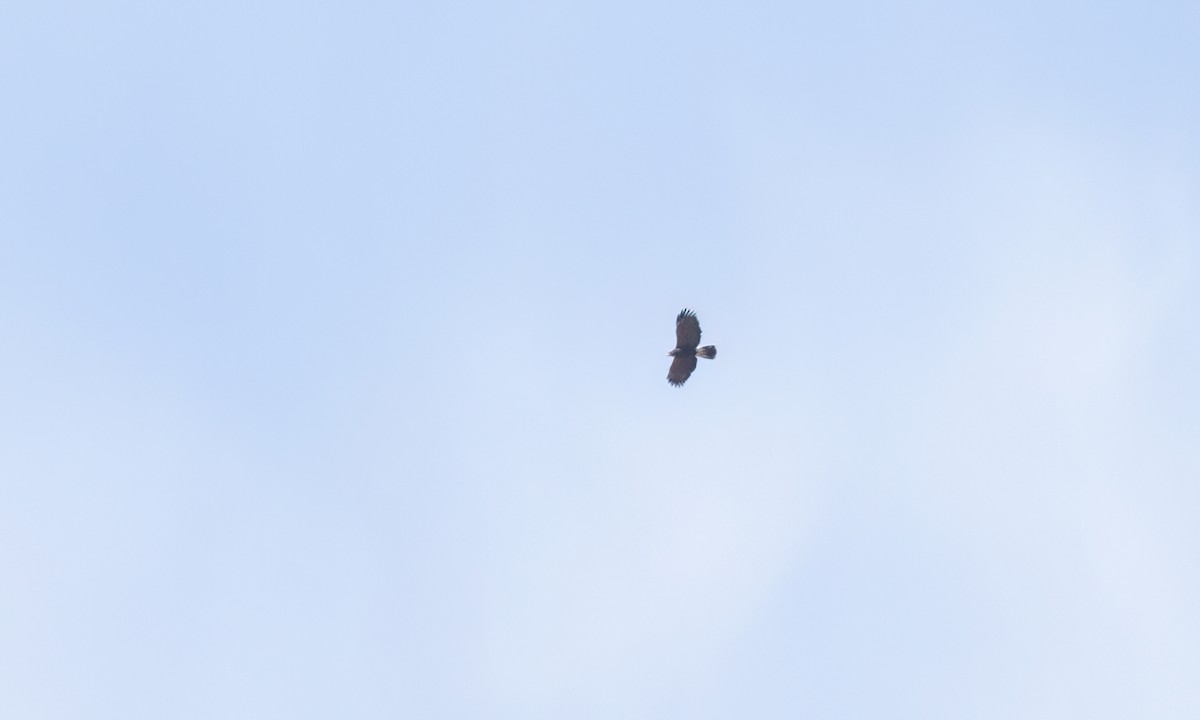 栗翅鷹 - ML631135755