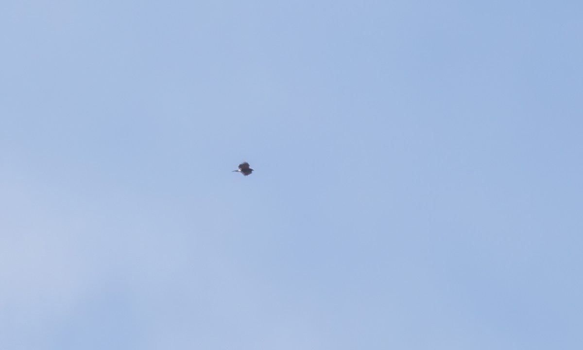 栗翅鷹 - ML631135757