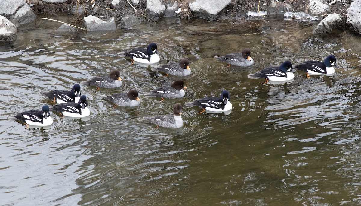 Barrow's Goldeneye - ML631135779