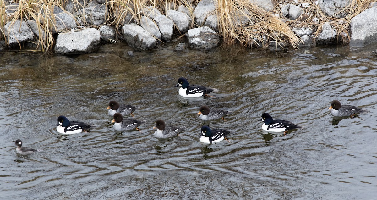 Barrow's Goldeneye - ML631135780