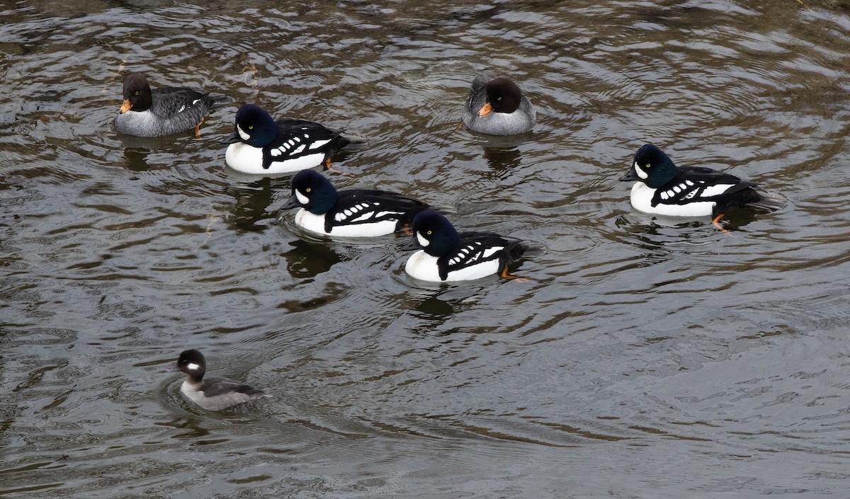 Bufflehead - ML631135783