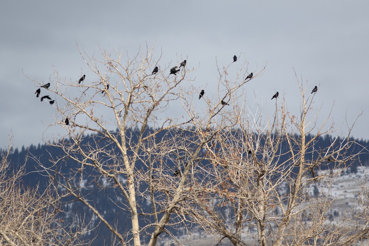 American Crow - ML631135794