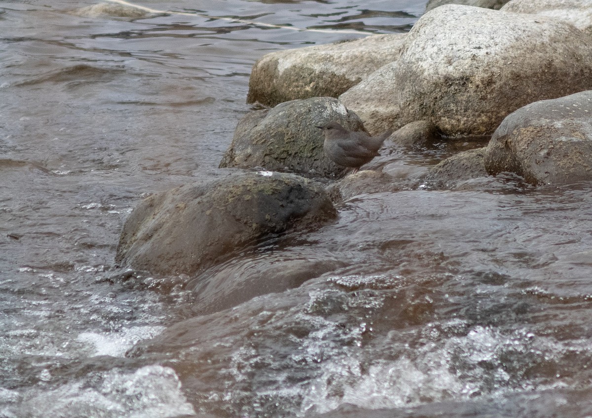 American Dipper - ML631135812