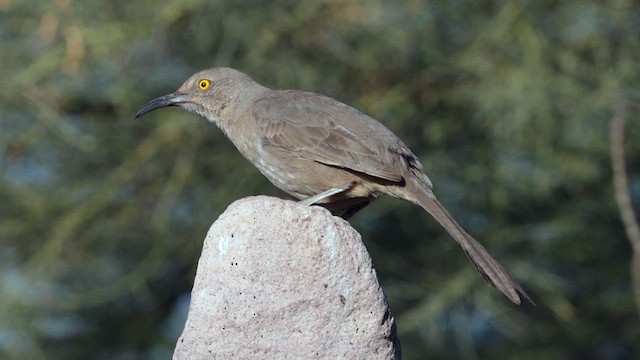 Curve-billed Thrasher (palmeri Group) - ML631136321