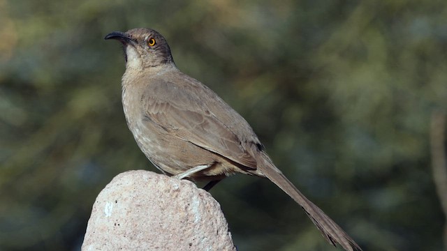 Curve-billed Thrasher (palmeri Group) - ML631136337