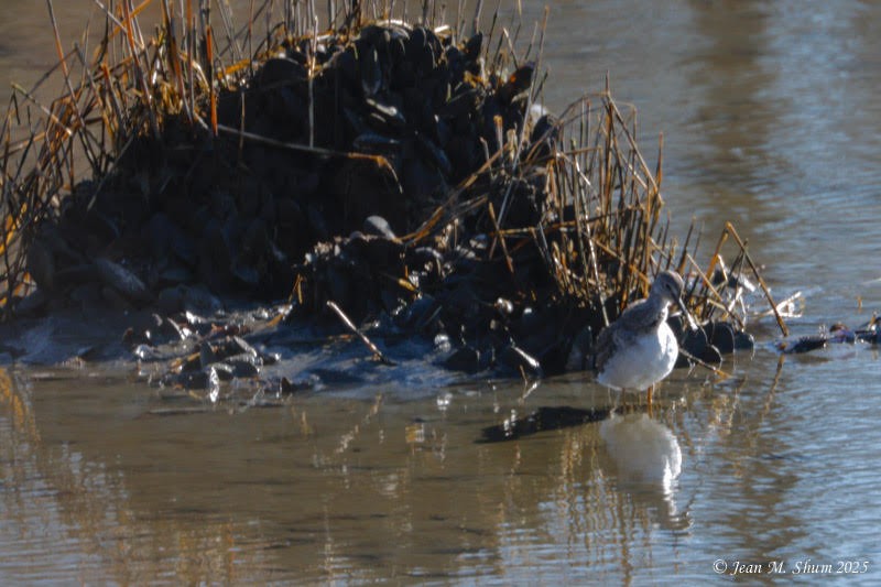 Greater Yellowlegs - ML631136439