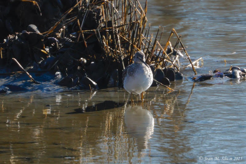 Greater Yellowlegs - ML631136440
