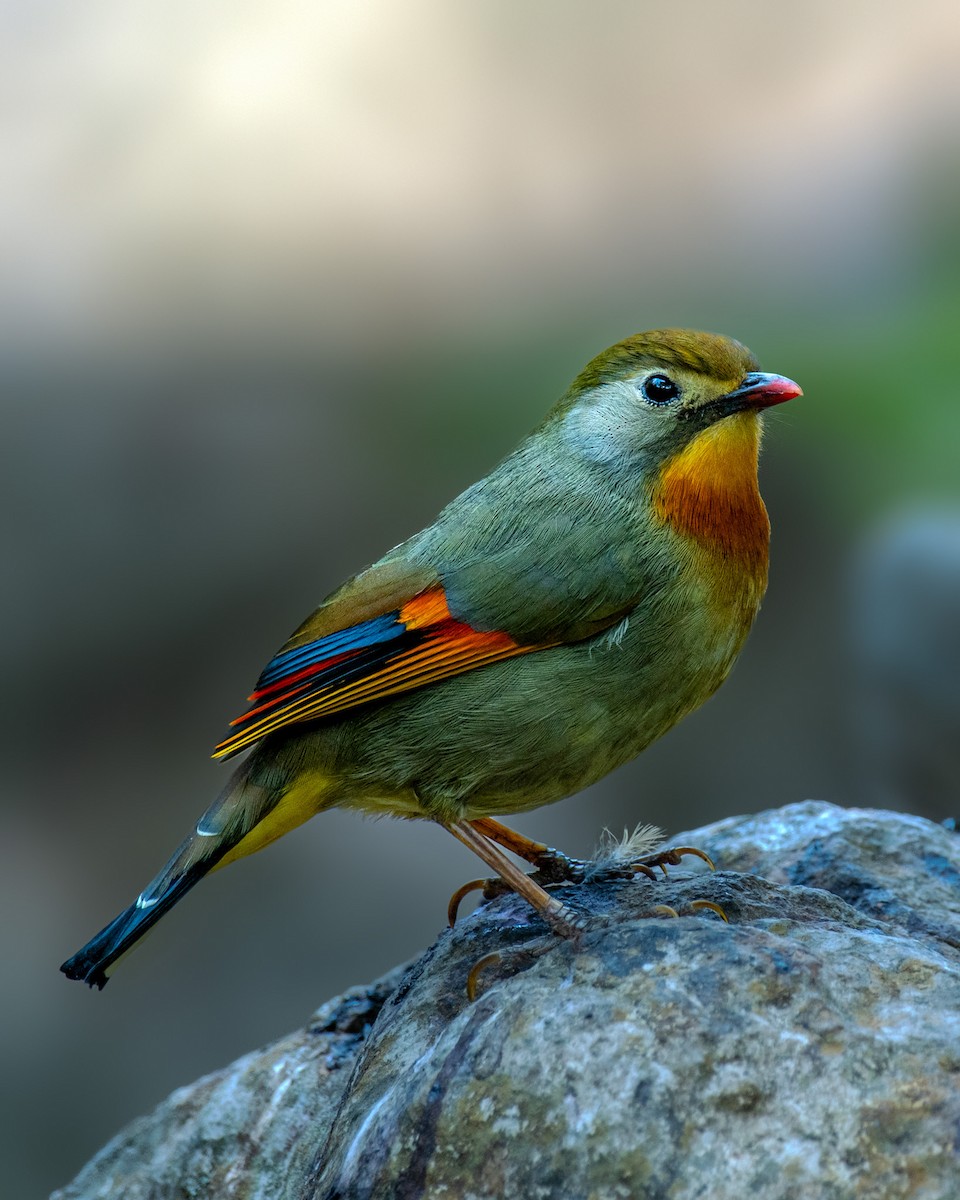 紅嘴相思鳥 - ML631136443
