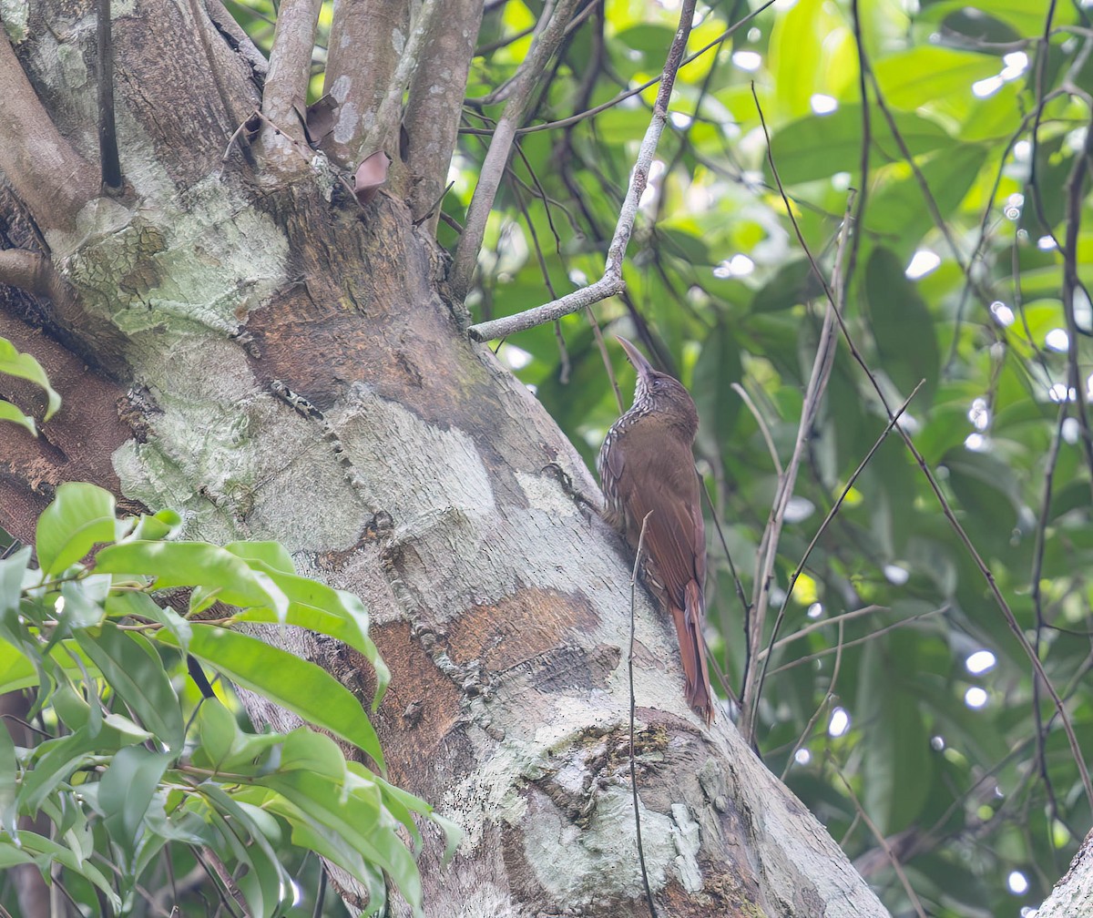Dusky-capped Woodcreeper (Layard's) - ML631136558