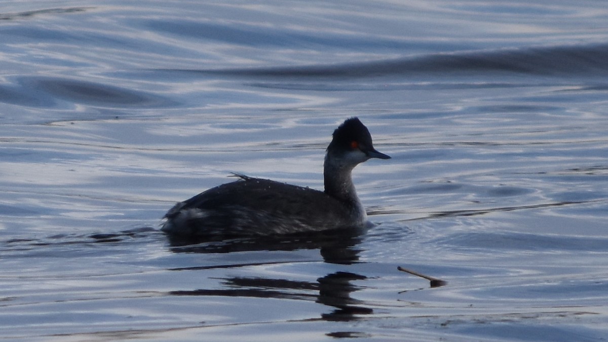 potápka černokrká - ML631136753