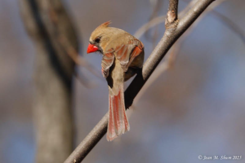 Northern Cardinal - ML631136868