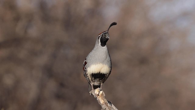 Gambel's Quail - ML631137182