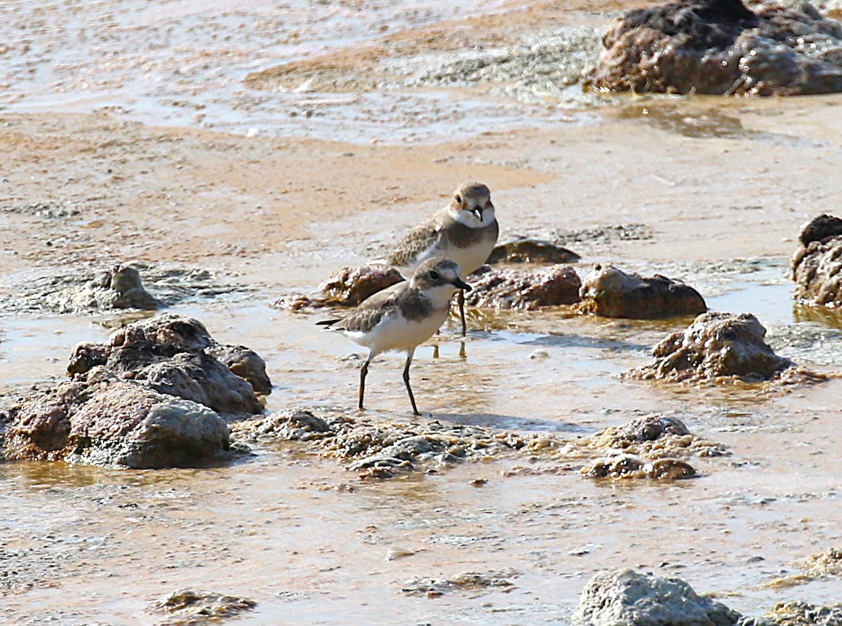 Tibetan Sand-Plover - ML631137218