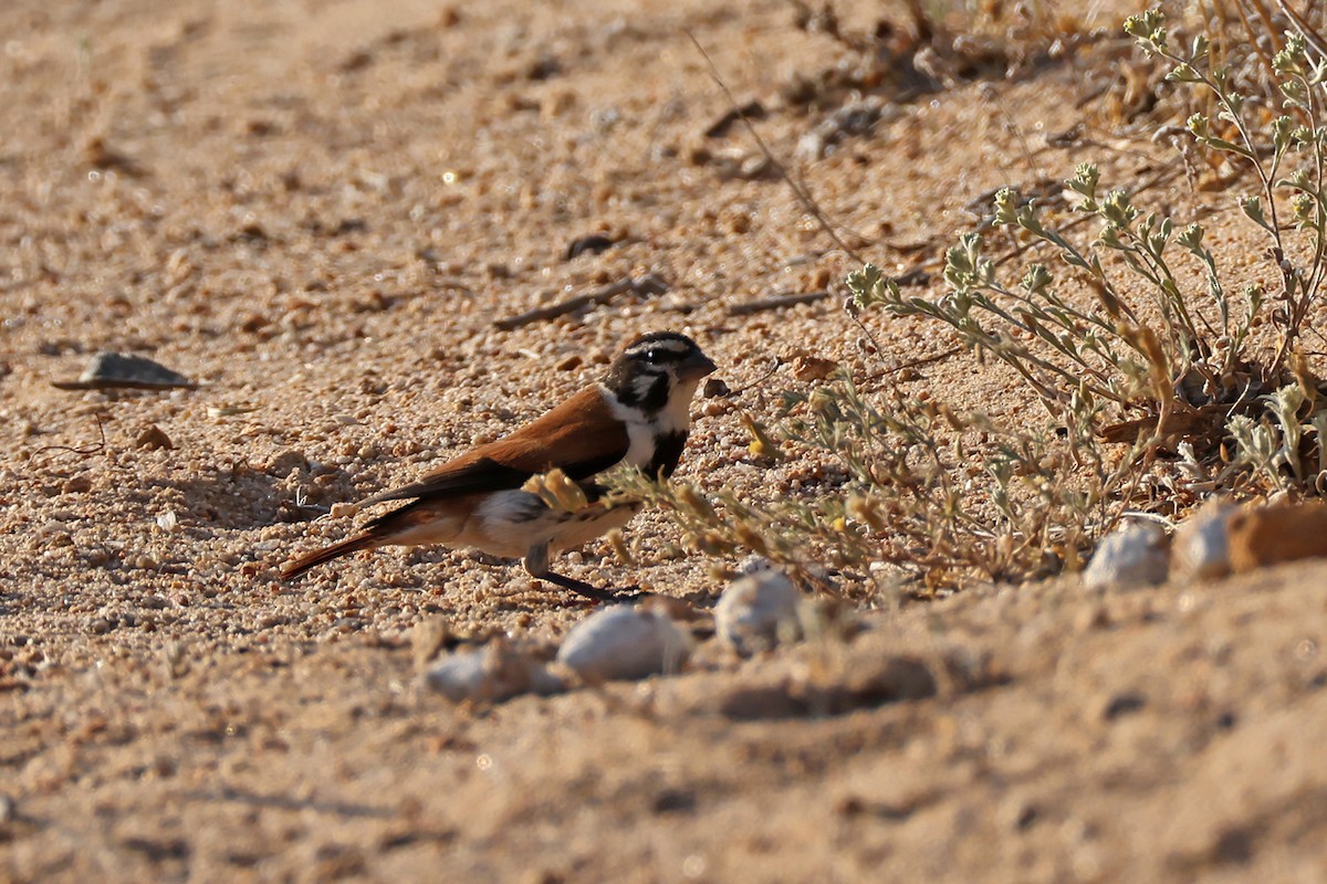 Black-headed Canary (Damara) - ML631137232