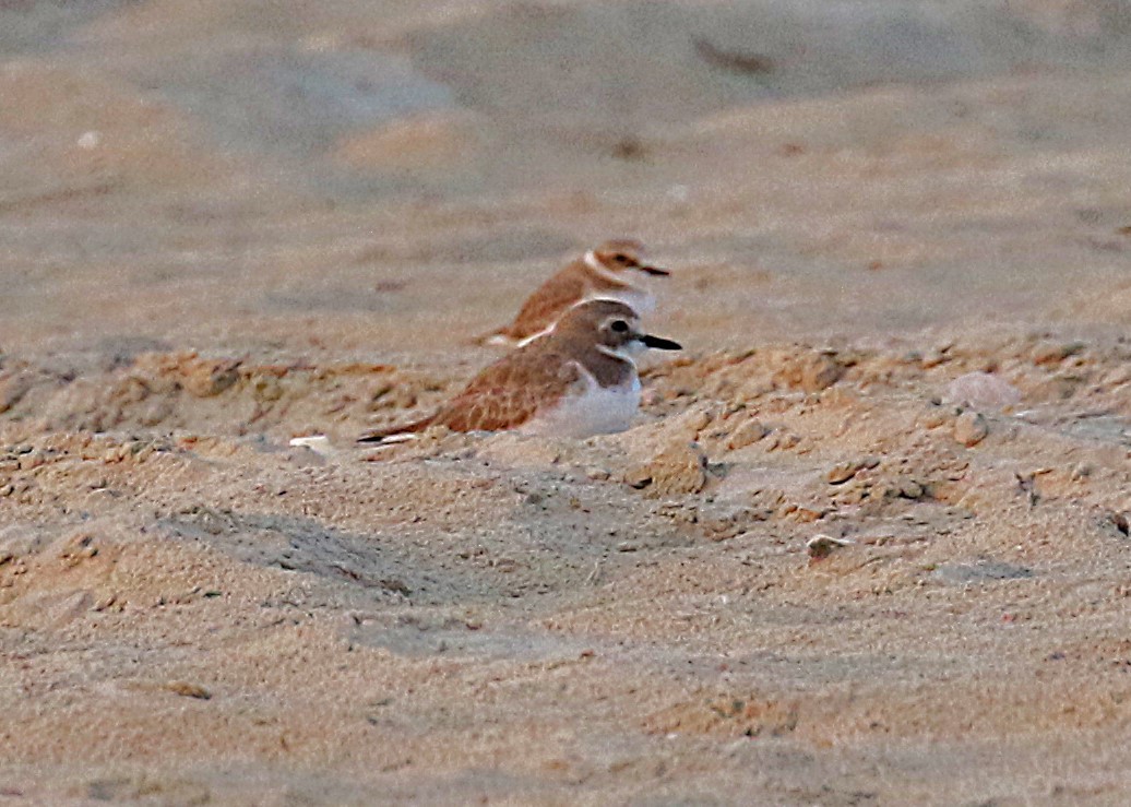 Greater Sand-Plover - ML631137233