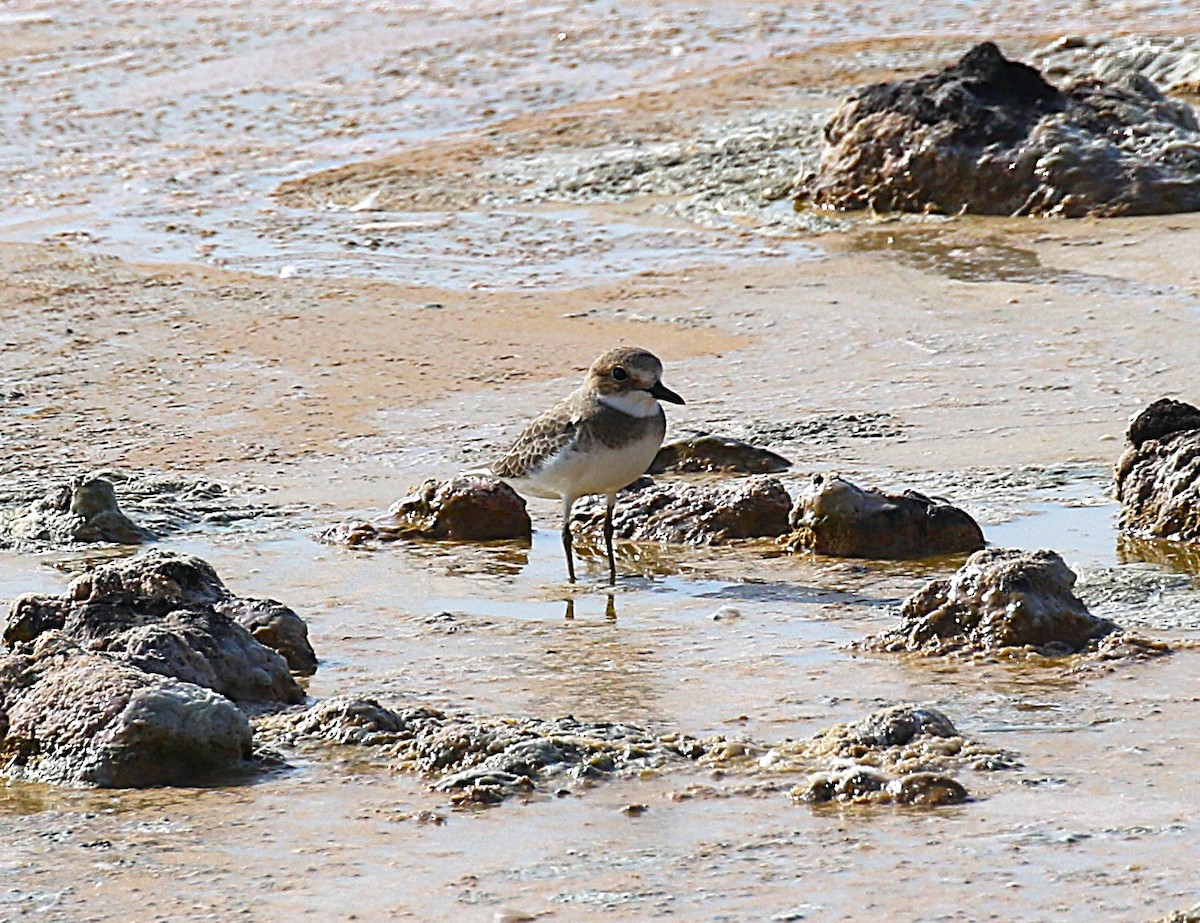 Greater Sand-Plover - ML631137234