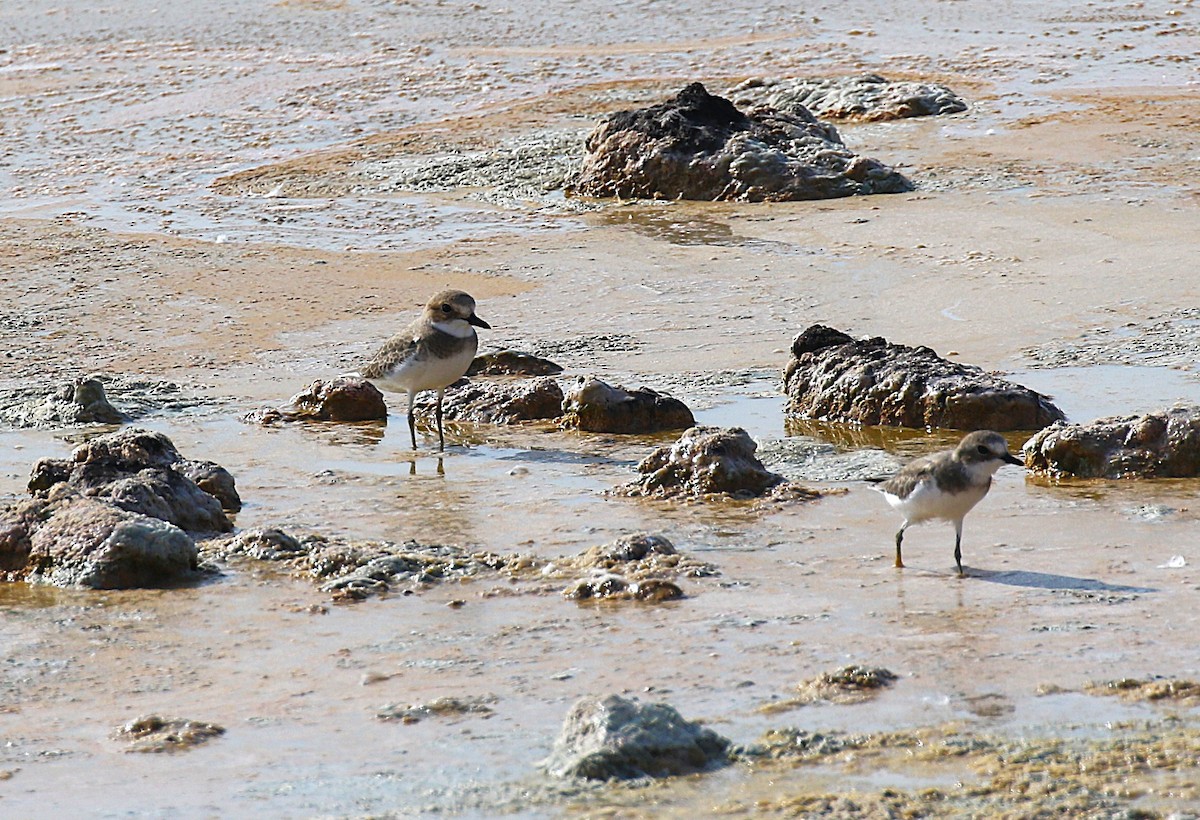 Greater Sand-Plover - ML631137235