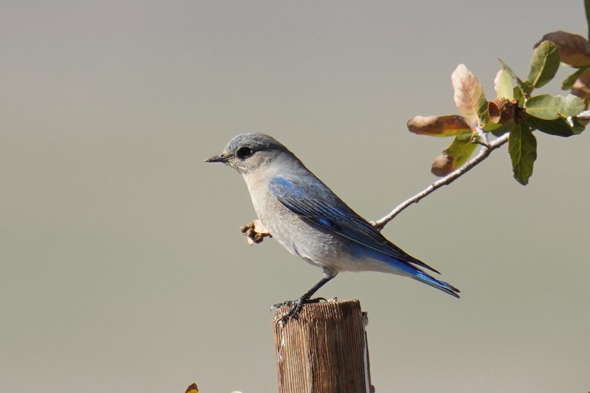 Mountain Bluebird - ML631137245