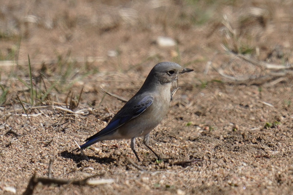 Mountain Bluebird - ML631137252