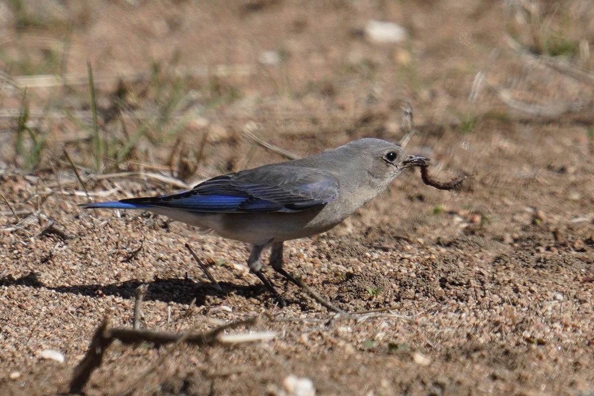 Mountain Bluebird - ML631137261